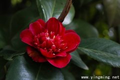 岳麓區網站專業建設的未來發展？